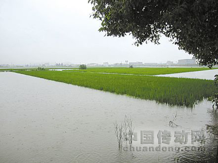 圖為受淹的寧波余姚黃家埠糧食功能區(qū)，稻田受淹最深處有1.5米